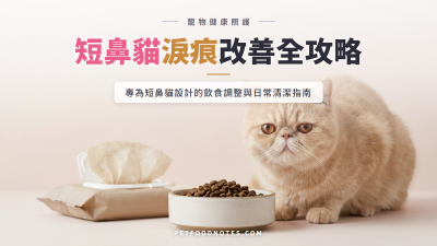 貓咪淚痕改善：短鼻貓常見問題的飲食與護理對策