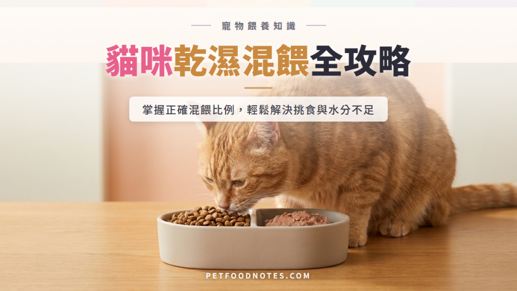 貓咪乾濕混餵技巧與常見飲食問題解析