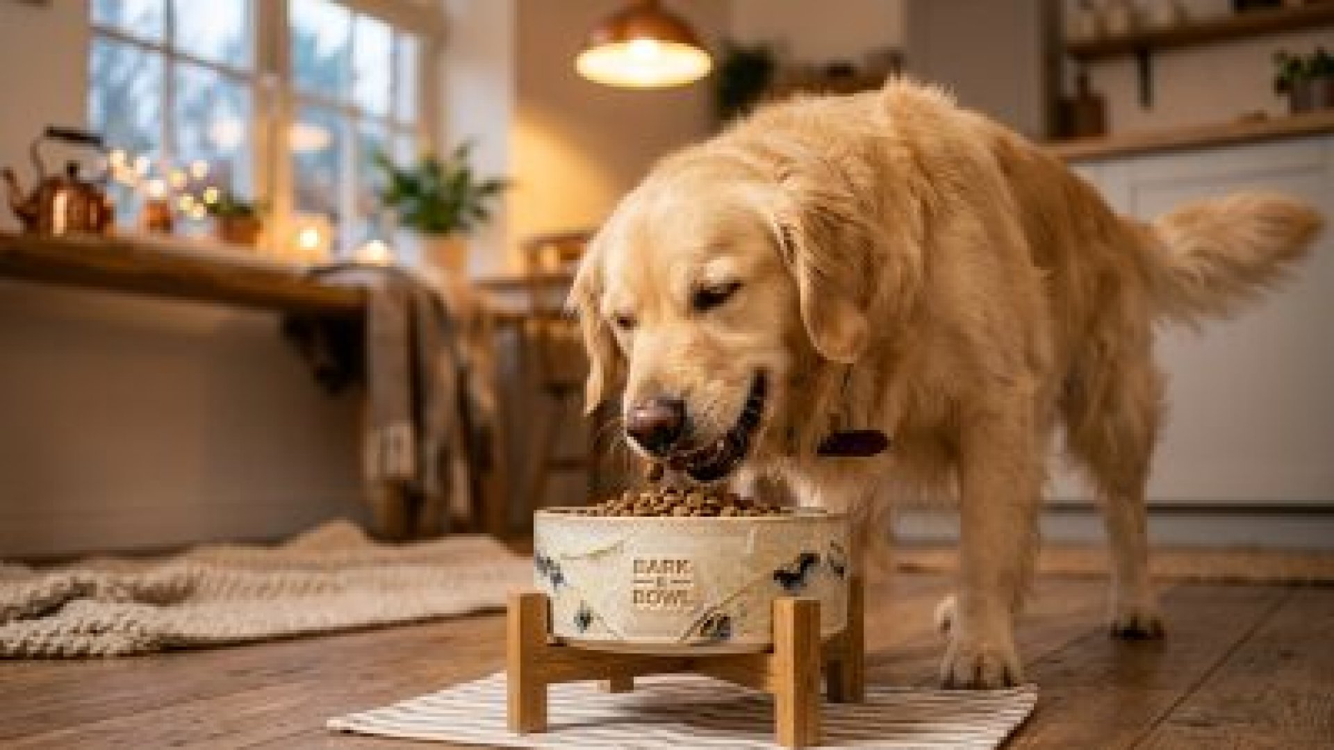 黃金獵犬開心享用倍力寵物食品的優質國產狗飼料，證明了選擇適合狗狗的飼料能帶來滿足感。