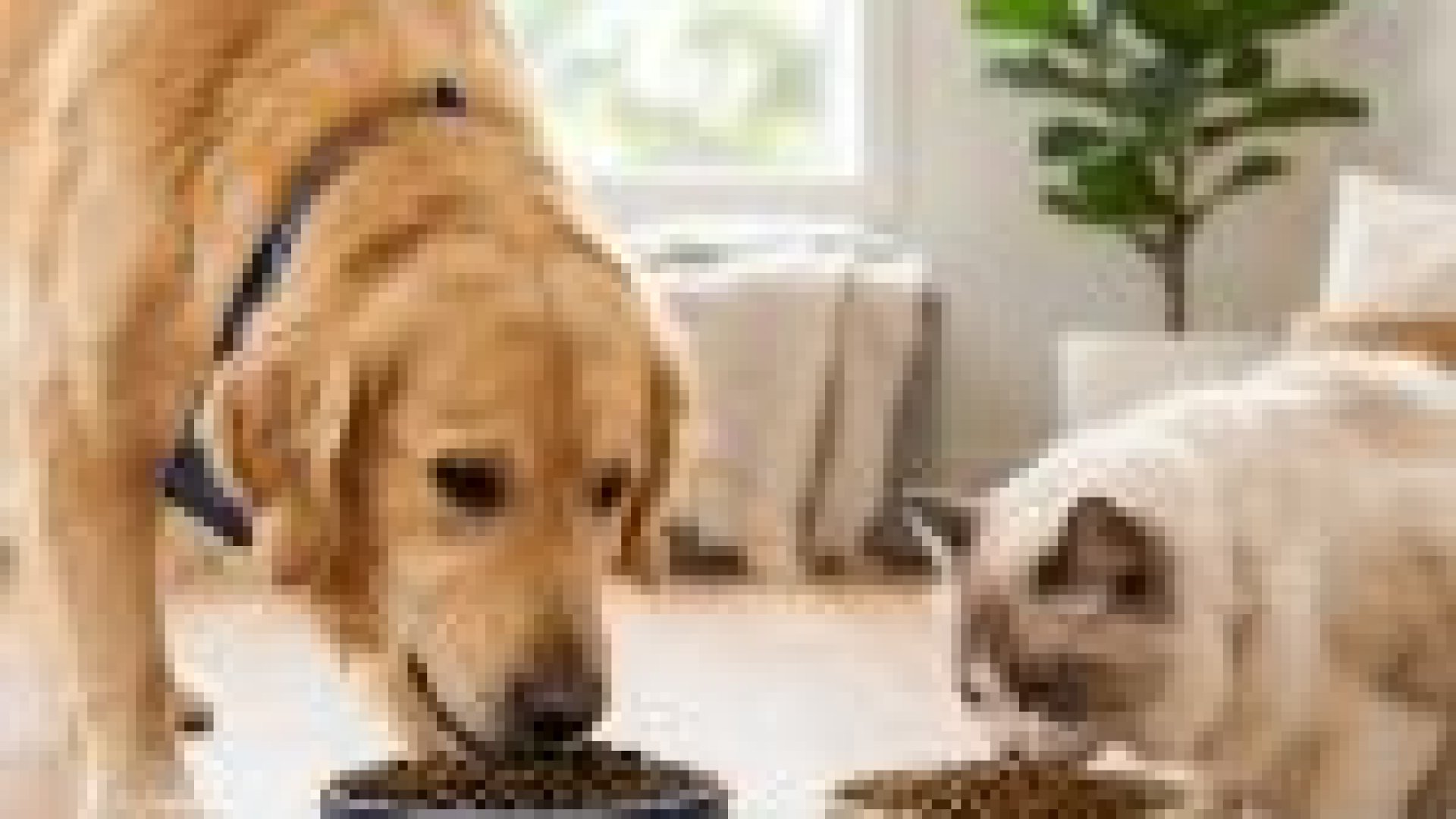 倍力寵物食品筆記分享黃金獵犬與布偶貓各自享用專屬飼料，畫面溫馨展現毛孩的用餐時光，強調提供適合不同寵物的優質營養。